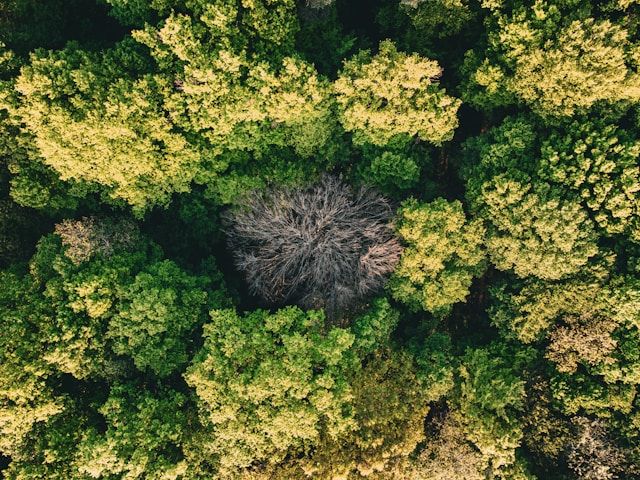 Environmental and Social Impact Assessment (ESIA) Training